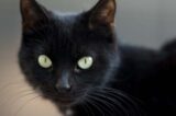 Qué significa ser un 'gato negro' en tu relación