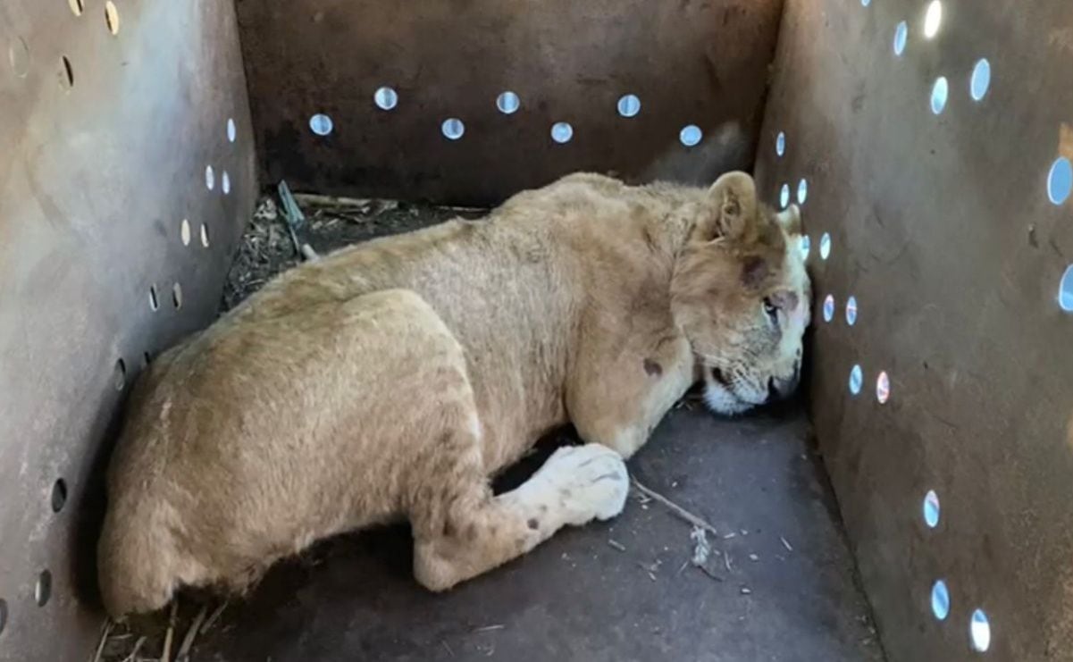 Salinas Pliego sufre descuido al tirar celular de fan en Plaza de Toros México; “mejor cómprese uno en Elektra”