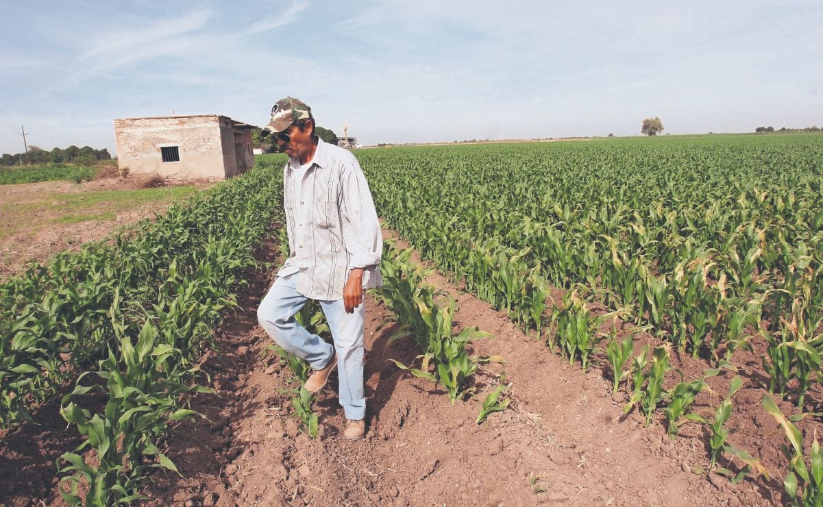 La planta natural que alivia quemaduras tras la exposición solar; contiene propiedades regenerativas