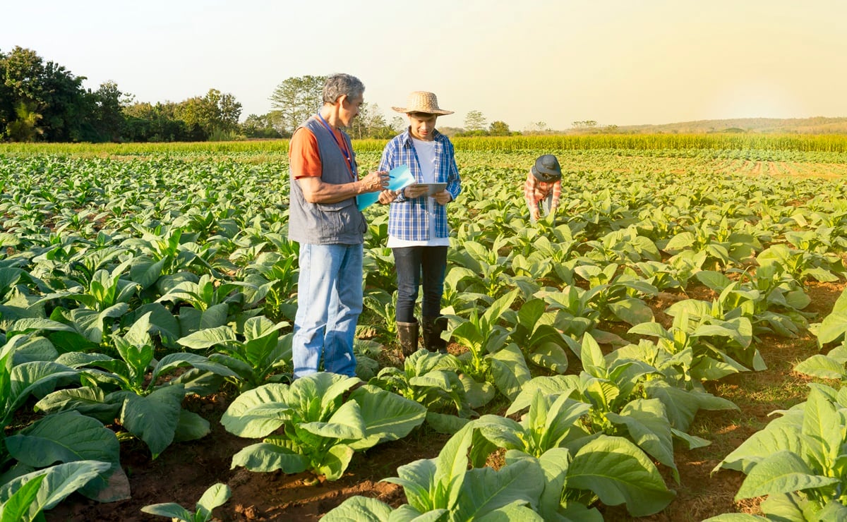 Buscan trabajadores agrícolas para campos de Minnesota: Estos son los requisitos