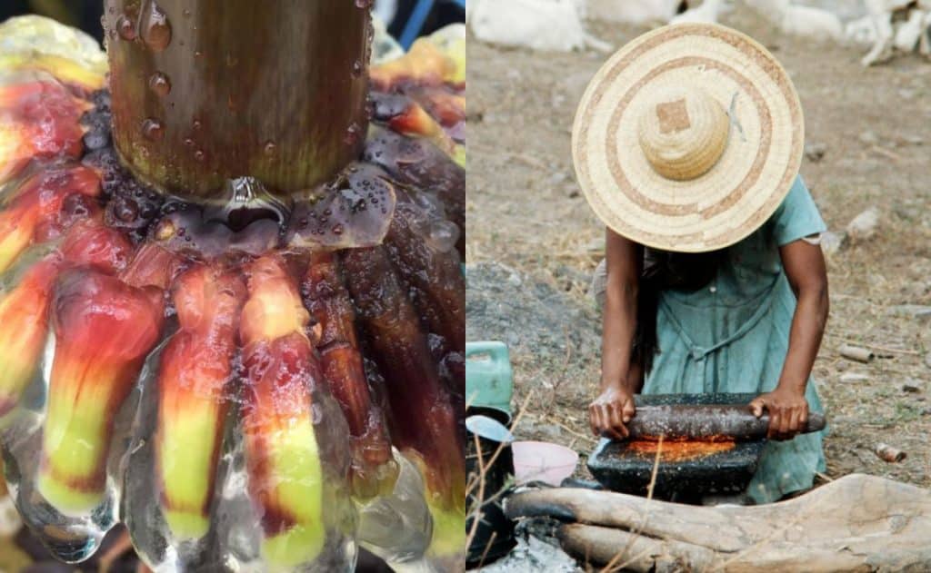 Transnacionales-podrían-convertirse-en-biopiratas-del-maíz-mexicano-UNAM