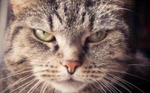¿Tu gato es celoso? experto de la UNAM te explica su comportamiento