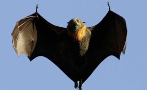 Los murciélagos son inmunes a numerosas enfermedades.
