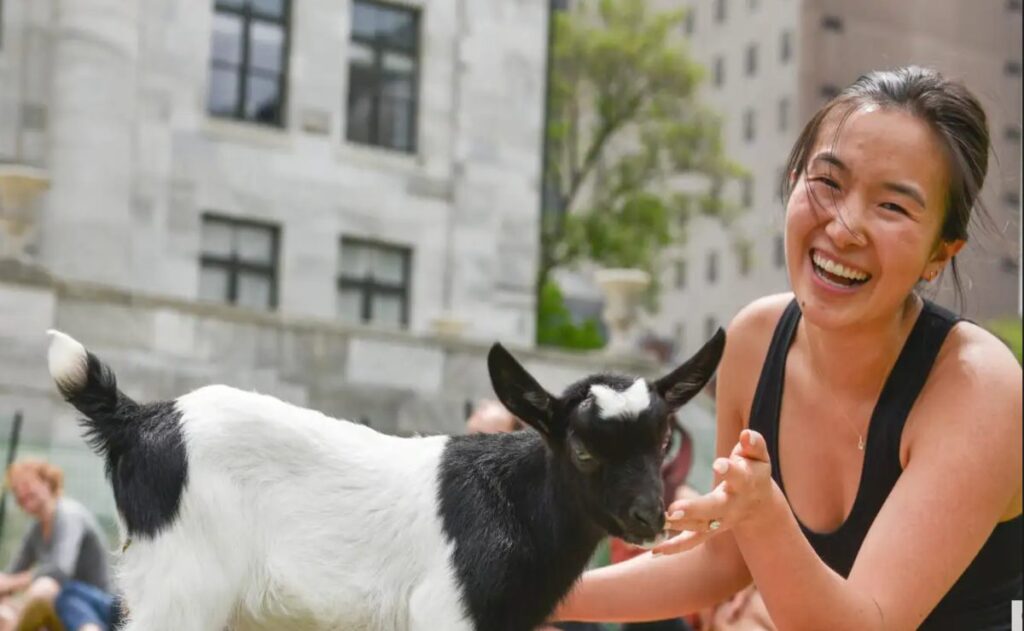 Yoga con cabras en Harvard