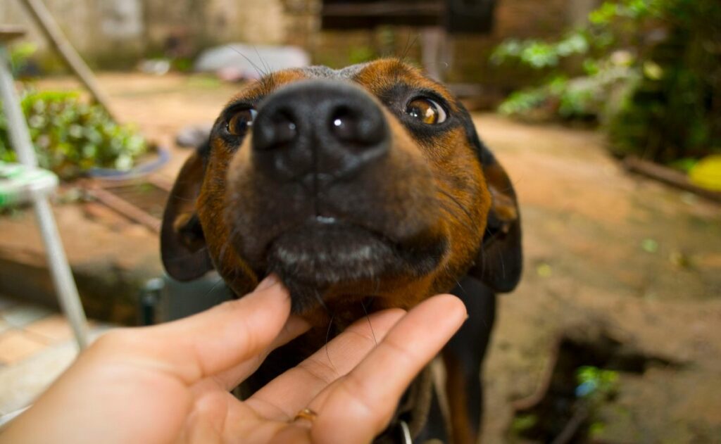 Cuidado de perritos en temporada de lluvias