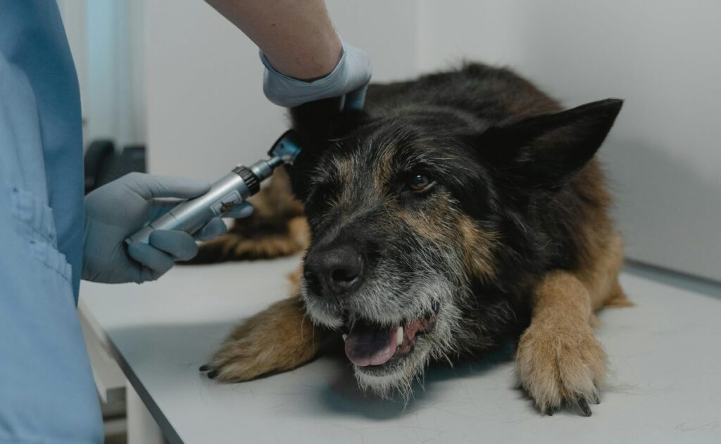 ¡Lleva a tu michi o lomito! La UNAM tendrá una jornada veterinaria