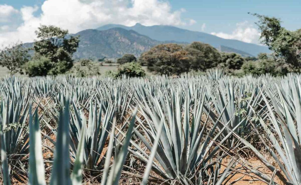 La huella de la producción del mezcal 